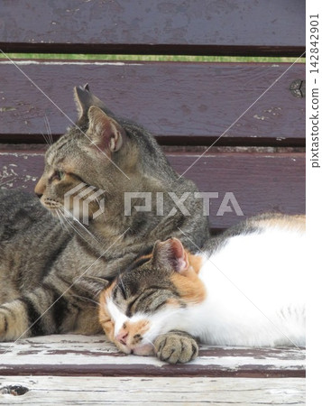 The everyday life of these lovey-dovey, overly cute calico cats. The everyday life of these lovey-dovey, overly cute calico cats. 142842901