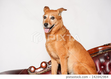 A brown mixed-breed dog sitting on an antique-style sofa. A brown mixed-breed dog sitting on an antique-style sofa. 142842964