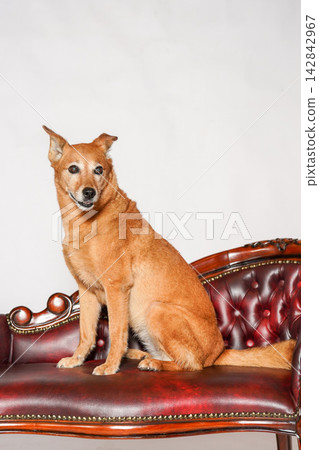 A brown mixed-breed dog sitting on an antique-style sofa. A brown mixed-breed dog sitting on an antique-style sofa. 142842967
