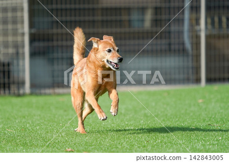 A brown mixed-breed dog happily running on the grass in the dog park. A brown mixed-breed dog happily running on the grass in the dog park. 142843005