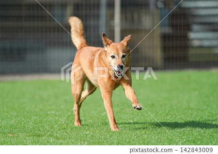 A brown mixed-breed dog happily running on the grass in the dog park. A brown mixed-breed dog happily running on the grass in the dog park. 142843009