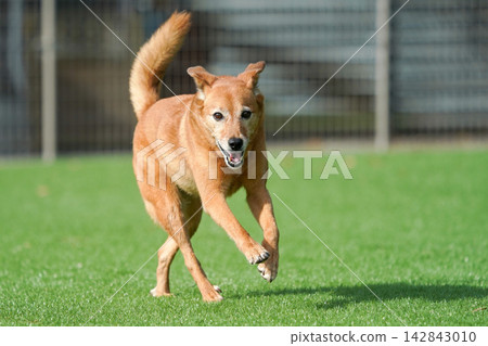 A brown mixed-breed dog happily running on the grass in the dog park. A brown mixed-breed dog happily running on the grass in the dog park. 142843010
