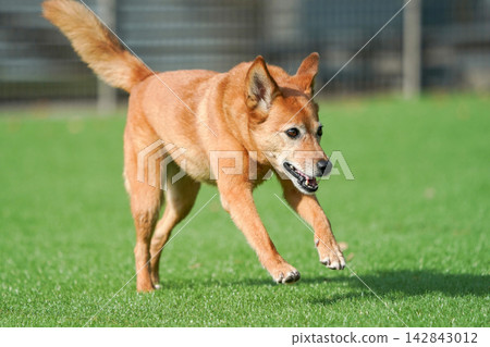 A brown mixed-breed dog happily running on the grass in the dog park. A brown mixed-breed dog happily running on the grass in the dog park. 142843012