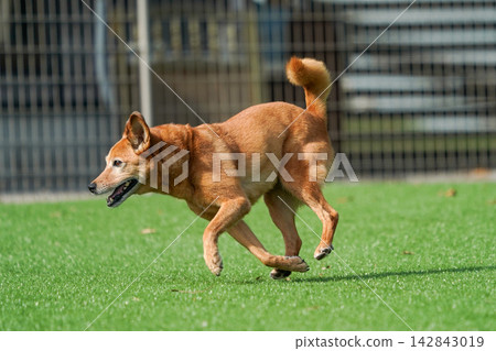 A brown mixed-breed dog happily running on the grass in the dog park. A brown mixed-breed dog happily running on the grass in the dog park. 142843019