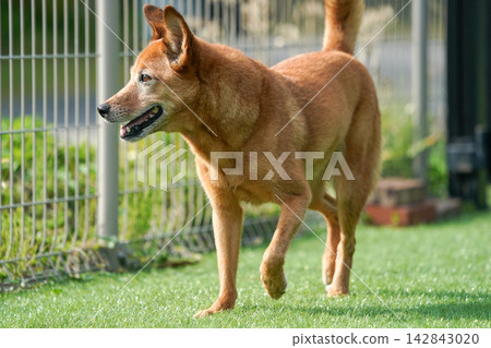 A brown mixed-breed dog happily running on the grass in the dog park. A brown mixed-breed dog happily running on the grass in the dog park. 142843020
