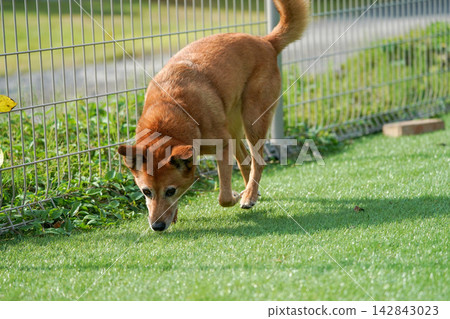 一隻棕色的混種犬在狗公園的草地上快樂地奔跑。 142843023