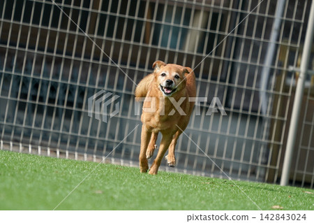 A brown mixed-breed dog happily running on the grass in the dog park. A brown mixed-breed dog happily running on the grass in the dog park. 142843024