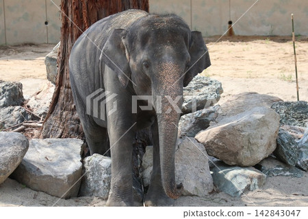 馬來西亞大象 Krat Dara Amoy 抵達大阪天王寺動物園。 142843047