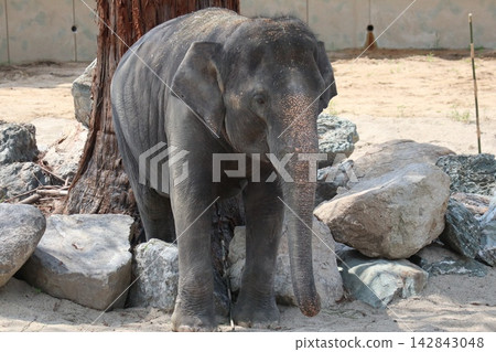 馬來西亞大象 Krat Dara Amoy 抵達大阪天王寺動物園。 142843048
