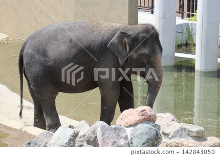馬來西亞大象 Krat Dara Amoy 抵達大阪天王寺動物園。 馬來西亞大象 Krat Dara Amoy 抵達大阪天王寺動物園。 142843050