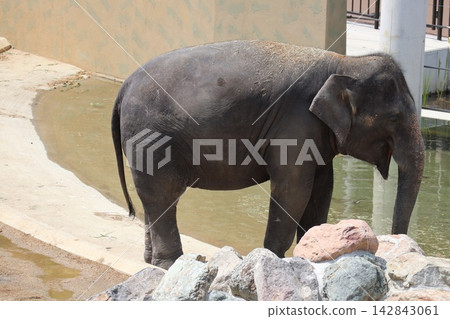 馬來西亞大象 Krat Dara Amoy 抵達大阪天王寺動物園。 142843061
