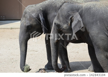 馬來西亞大象 Krat Dara Amoy 抵達大阪天王寺動物園。 馬來西亞大象 Krat Dara Amoy 抵達大阪天王寺動物園。 142843104