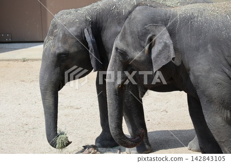 馬來西亞大象 Krat Dara Amoy 抵達大阪天王寺動物園。 馬來西亞大象 Krat Dara Amoy 抵達大阪天王寺動物園。 142843105