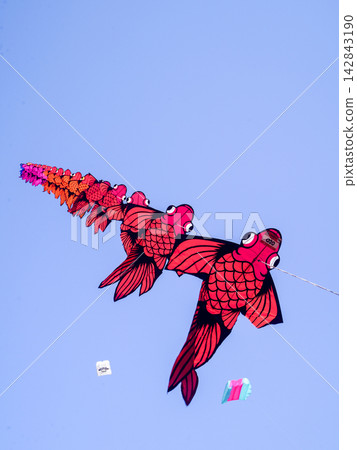 Annual Surabaya kite festival featuring giant colorful kites flying over open field under clear blue sky. Annual Surabaya kite festival featuring giant colorful kites flying over open field under clear blue sky. 142843190