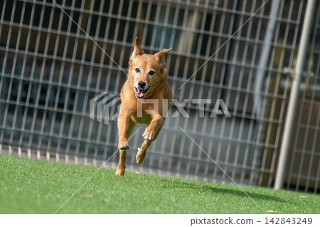 A brown mixed-breed dog happily running on the grass in the dog park. A brown mixed-breed dog happily running on the grass in the dog park. 142843249