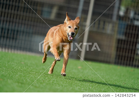 A brown mixed-breed dog happily running on the grass in the dog park. A brown mixed-breed dog happily running on the grass in the dog park. 142843254