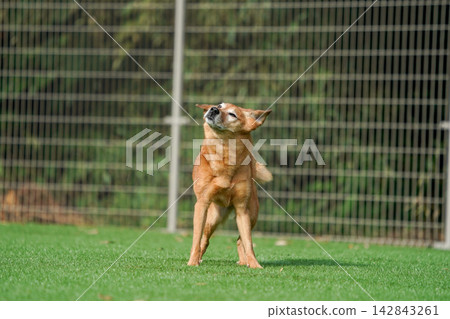 A brown mixed-breed dog happily running on the grass in the dog park. A brown mixed-breed dog happily running on the grass in the dog park. 142843261