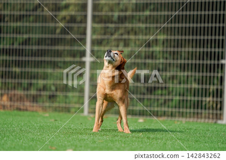 A brown mixed-breed dog happily running on the grass in the dog park. A brown mixed-breed dog happily running on the grass in the dog park. 142843262