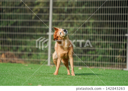A brown mixed-breed dog happily running on the grass in the dog park. A brown mixed-breed dog happily running on the grass in the dog park. 142843263