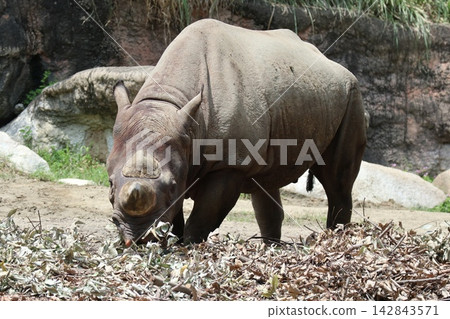 大阪天王寺動物園的黑犀牛 Rai 和 Samia 大阪天王寺動物園的黑犀牛 Rai 和 Samia 142843571