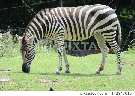 海成仁美千里,大阪天王寺動物園的斑馬 海成仁美千里,大阪天王寺動物園的斑馬 142843616