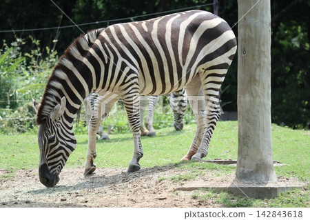 海成仁美千里,大阪天王寺動物園的斑馬 海成仁美千里,大阪天王寺動物園的斑馬 142843618