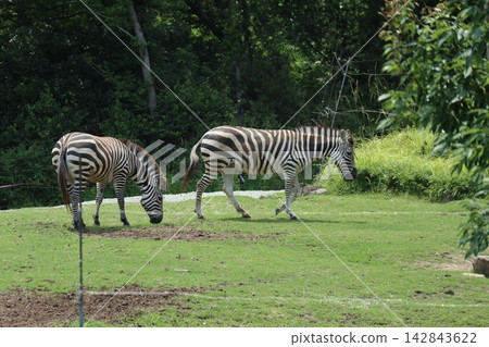 海成仁美千里,大阪天王寺動物園的斑馬 海成仁美千里,大阪天王寺動物園的斑馬 142843622
