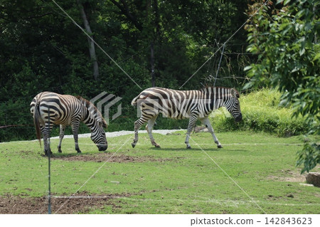 海成仁美千里,大阪天王寺動物園的斑馬 海成仁美千里,大阪天王寺動物園的斑馬 142843623