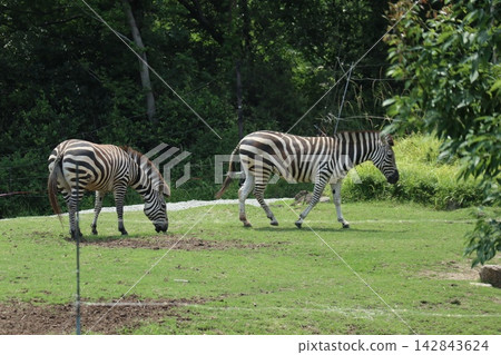 海成仁美千里,大阪天王寺動物園的斑馬 海成仁美千里,大阪天王寺動物園的斑馬 142843624