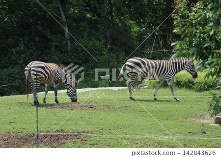 海成仁美千里,大阪天王寺動物園的斑馬 海成仁美千里,大阪天王寺動物園的斑馬 142843626