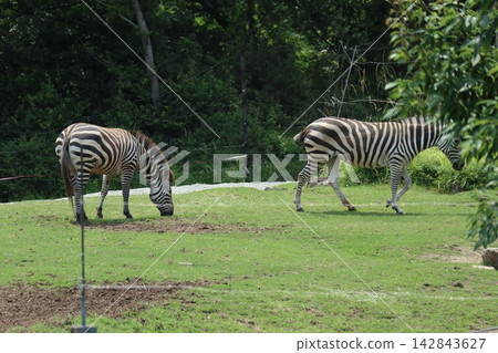 海成仁美千里,大阪天王寺動物園的斑馬 海成仁美千里,大阪天王寺動物園的斑馬 142843627
