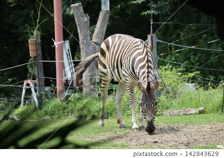 海成仁美千里,大阪天王寺動物園的斑馬 海成仁美千里,大阪天王寺動物園的斑馬 142843629