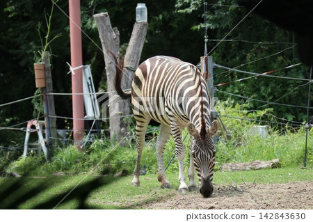 海成仁美千里,大阪天王寺動物園的斑馬 海成仁美千里,大阪天王寺動物園的斑馬 142843630