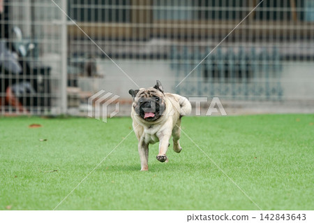 A pug running energetically on the grass in the dog run. A pug running energetically on the grass in the dog run. 142843643