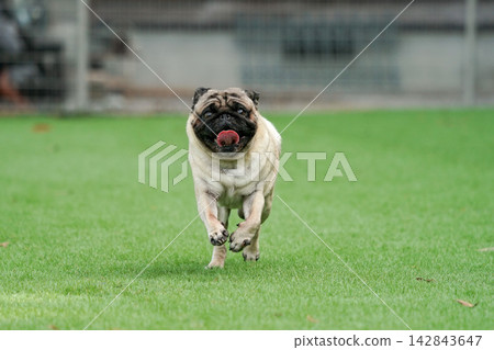 A pug running energetically on the grass in the dog run. A pug running energetically on the grass in the dog run. 142843647
