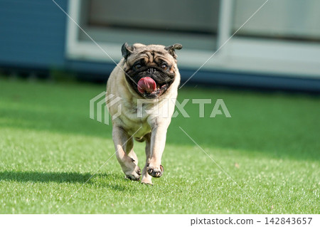 一隻巴哥犬在狗舍的草地上精力充沛地奔跑。 一隻巴哥犬在狗舍的草地上精力充沛地奔跑。 142843657