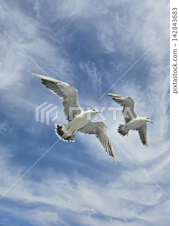 Seagulls soaring through the blue sky on the Otaru Blue Secret Cruise. Seagulls soaring through the blue sky on the Otaru Blue Secret Cruise. 142843683