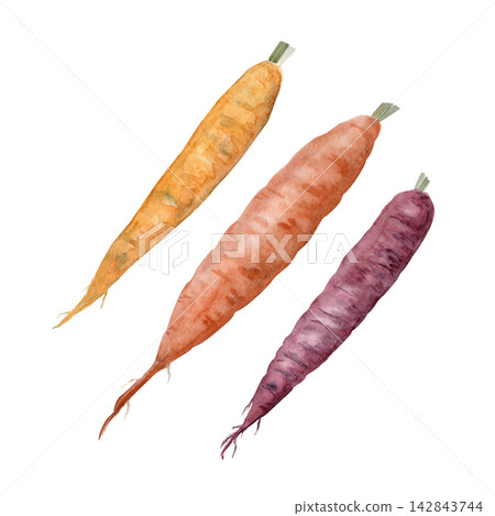 Three colorful carrots in yellow, orange, purple watercolor illustration isolated on white. Hand painted rainbow root vegetables for healthy food, cooking, harvest, gardening, market, recipe designs. Three colorful carrots in yellow, orange, purple watercolor illustration isolated on white. Hand painted rainbow root vegetables for healthy food, cooking, harvest, gardening, market, recipe designs. 142843744