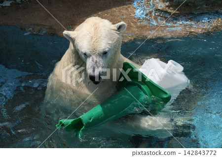 Hou-chan the polar bear at Osaka Tennoji Zoo Hou-chan the polar bear at Osaka Tennoji Zoo 142843772