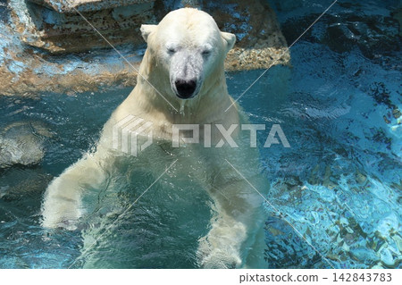Hou-chan the polar bear at Osaka Tennoji Zoo Hou-chan the polar bear at Osaka Tennoji Zoo 142843783