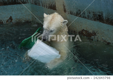 大阪天王寺動物園的北極熊 Hou-chan 大阪天王寺動物園的北極熊 Hou-chan 142843798