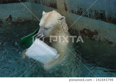 大阪天王寺動物園的北極熊 Hou-chan 大阪天王寺動物園的北極熊 Hou-chan 142843799