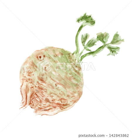 Celeriac with green leaves watercolor illustration. Hand painted celery root vegetable isolated on white for healthy food, cooking, recipes, gardening, agriculture, harvest and botanical designs. 142843862