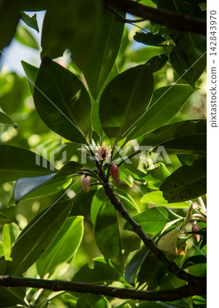 大浦河沿岸的紅樹(Rhizophora stylosa)的花朵 大浦河沿岸的紅樹(Rhizophora stylosa)的花朵 142843970