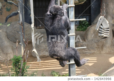 大阪天王寺動物園的黑猩猩瑞奇·南·萊蒙 142843998