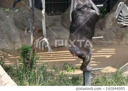 大阪天王寺動物園的黑猩猩瑞奇·南·萊蒙 大阪天王寺動物園的黑猩猩瑞奇·南·萊蒙 142844005