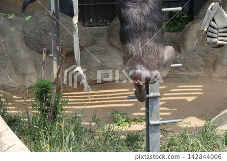 大阪天王寺動物園的黑猩猩瑞奇·南·萊蒙 大阪天王寺動物園的黑猩猩瑞奇·南·萊蒙 142844006