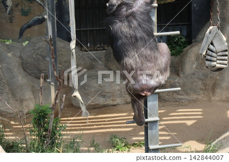 大阪天王寺動物園的黑猩猩瑞奇·南·萊蒙 142844007
