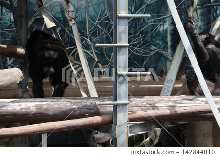 大阪天王寺動物園的黑猩猩瑞奇·南·萊蒙 142844010