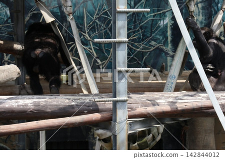 大阪天王寺動物園的黑猩猩瑞奇·南·萊蒙 大阪天王寺動物園的黑猩猩瑞奇·南·萊蒙 142844012